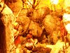 DSCN1161